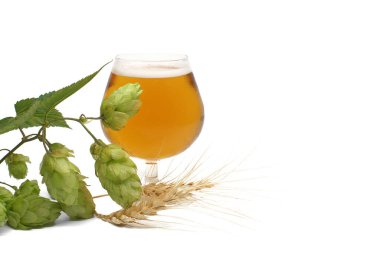 Zarif bir bardak soğuk bira ya da köpüklü kafayla birlikte beyaz bir zıpzıp ve arpanın üzerinde duran köpüklü bira.