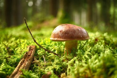 Cep ya da Boletus mantarı ormanda yemyeşil yosun üzerinde yetişir, alçak açı (Boletus edulis)
