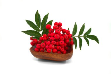 Beyaz bir zemin üzerinde ahşap bir plaka üzerinde Rowan meyvesi (dağ külleri, Sorbus aucuparia)