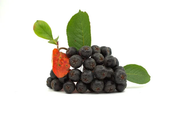 Chokeberry Con Foglia Isolata Fondo Bianco Bacche Aronia Nera — Foto Stock