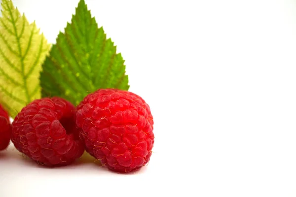 红色成熟的覆盆子果实和不同深浅的绿叶 背景为白色 — 图库照片