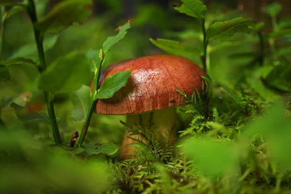 Cep Lub Boletus Grzyb Rosnący Bujnym Zielonym Mchu Lesie Widok — Zdjęcie stockowe