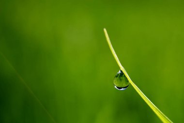 Uzun çim gövdesine sabah çiği düşer.