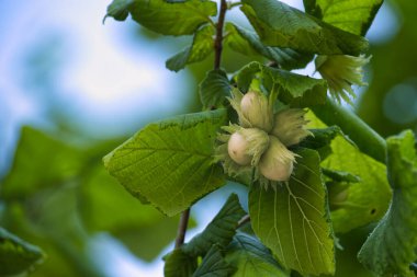 Kabuklarında taze fındıklar yemyeşil bir fındık çalısında yetişiyor..