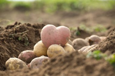 A unique heart-shaped potato displayed with other freshly dug-up vegetables amidst farm soil, ideal for themes of love, nature, and agriculture.