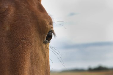 A close-up view of a horse's eye, showcasing its details against a blurred backdrop.