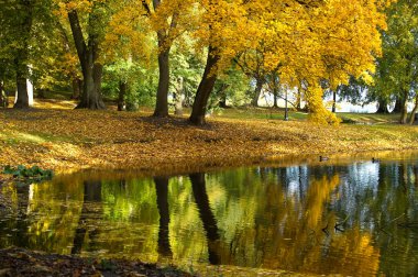 Golden autumn trees line a calm park lake, their yellow leaves drift on the water, creating vivid reflections. Ducks swim as sunlight warms the peaceful lakeside setting.