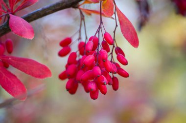 Vivid cluster of red barberry berries hangs from a slender branch, framed by crimson autumn leaves. Warm, seasonal tones evoke fall scenery, nature, and outdoor garden charm.