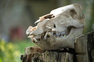 Yaban domuzu kafatasının yakın çekimi, bulanık doğal bir zemine karşı dişlerini ve kemik yapısını gösteriyor..