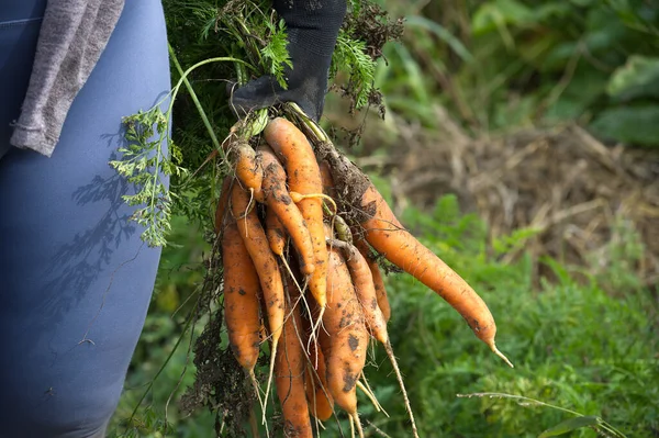 Çiftlikte elle tutulan toprakla kaplı taze havuçlar doğal tarım ürünlerini gösteriyor. Organik çiftçiliğin özü ve canlı bir açık hava ortamında taze sebze hasat etmek..