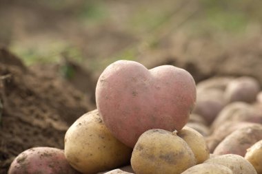 Kalp şeklinde bir patates patates, bir patates yığınının üzerinde oturur. Aşkı ya da bir tarlada eşsiz bir hasatı simgeler..
