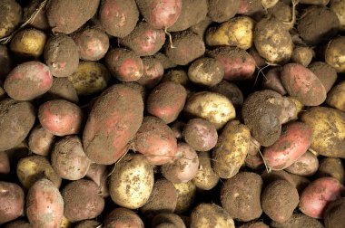 Yeni hasat edilmiş patateslerin yakın plan çekimi, doğal, topraksı dokularını ve zengin topraklarını sergiliyor, hasat için hazır..