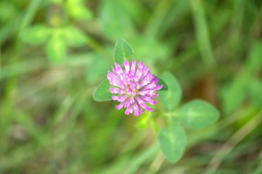 Yakından bakınca, yemyeşil yapraklarla çevrili pembe yonca çiçeğini yakalıyor. Doğanın güzelliğini gözler önüne seriyor..