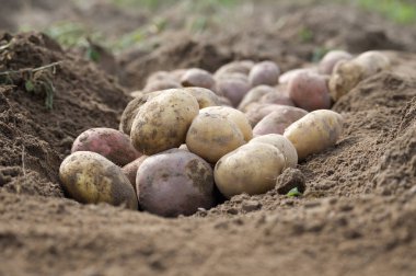 Toprak kökleri ve doğal toprak ortamını gösteren, organik tarımı, sürdürülebilirliği ve tarımsal yaşam tarzını sembolize eden taze hasat edilmiş patatesler..