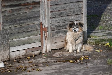 Yumuşak tüylü bir köpek zincir üzerinde sabırla oturur, yıpranmış ahşap bir kapının yanında bekler, muhtemelen mülkü korur. Sakin açık hava anı kırsal bir cazibe ve basit, huzurlu bir yalnızlık yayar..