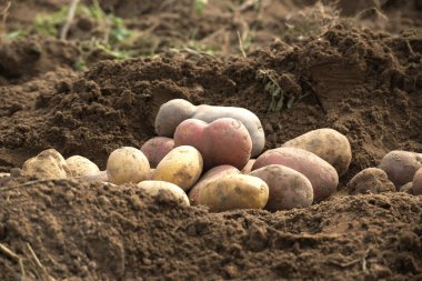 Yakın plan çekimde bol miktarda patates hasadı ortaya çıkar. Toprağa yerleştirilmiş çeşitli renkler ve şekiller sergilenir..