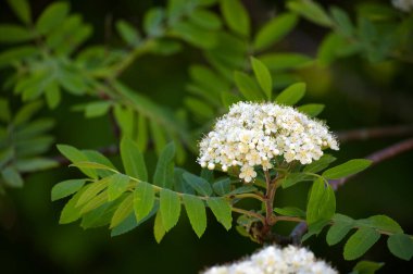 Etrafı yemyeşil yapraklarla çevrili narin beyaz çiçeklerin yakın çekimi, baharın özünü yakalıyor..