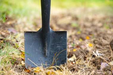 Sağlam bir kürek, çimenler, yapraklar ve güneş ışığıyla birlikte gevşek bahçe toprağına dikilmiş doğal bir manzara yaratıyor. Bahçe işleri, kazma, peyzaj ve bahçe işleri için ideal..