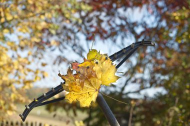 Renkli yapraklı bir tırmığın yakın görüntüsü mevsimlik projeler ve tasarımlar için mükemmel.