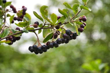 Aronia üzümlerinin bir dalına yakın plan, koyu meyve ve yeşil yapraklar sergileniyor, bulanık yeşil arka plan üzerine kurulmuş..
