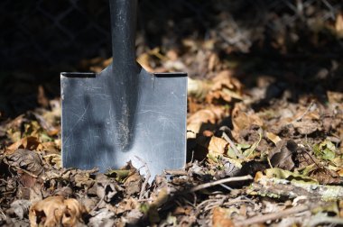 Metal bir kürek kısmen kuru sonbahar yapraklarından oluşan bir yatakta gömülü, güneşli bir açık hava bahçesinde uzun bir gölge bırakıyor. Bahçe işleri, bahçe işleri ve mevsimlik temizlik için mükemmel..