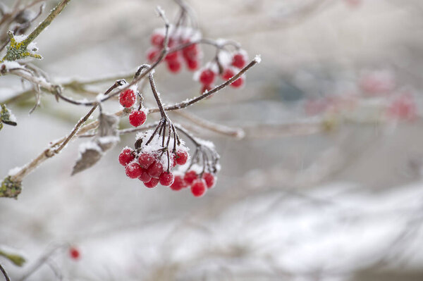 Close-up of bright red guelder rose berries clinging to branches dusted with frost and snow, evoking a cold winter scene