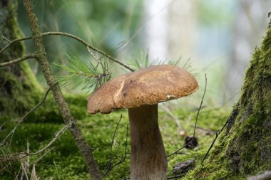 Birch Cep olarak da bilinen tek bir Boletus betulicola mantarı, ormandaki yemyeşil yosunların ve çam dallarının arasında yer alır.