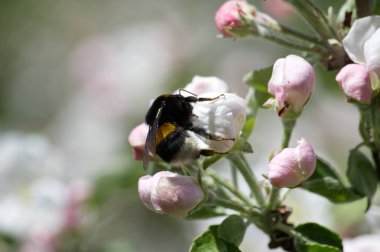 Bir yaban arısı bahar aylarında narin pembe tomurcuklarla çevrili elma çiçeklerinden nektar topluyor..