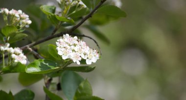 Süslü ve yenilebilir bahçelerin favorisi olan sağlıklı bir çalılıkta güzel beyaz böğürtlen çiçekleri ortaya çıkar..