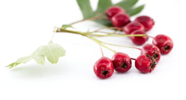 Close-up of vibrant red hawthorn berries with green leaves, set against a clean white backdrop, showcasing natural beauty.