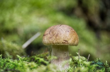 Tek bir porcini mantarı, aynı zamanda sepet veya peni çöreği olarak da bilinir, yemyeşil yosunlardan, sakin bir ormanlık alanda ortaya çıkar.