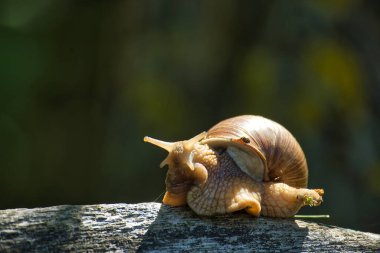 Bir Helix aspersa salyangozunun detaylı bir görüntüsü. Kabuğu ve vücudu açıkça görülebiliyor. Yumuşak, bulanık, doğal bir arka plan üzerine kurulmuş.