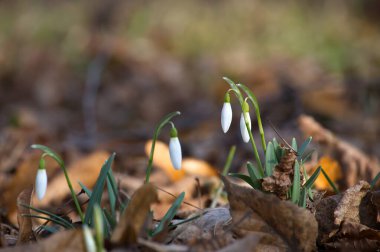 Narin beyaz kardelen çiçekleri ilkbahar ormanlık alanının erken bir sahnesinde kahverengi yaprakların arasından yükseliyor. Kışın erime sonrası doğanın sessiz güzelliğini, umutlarını ve yenilenmeyi çağrıştırıyor..