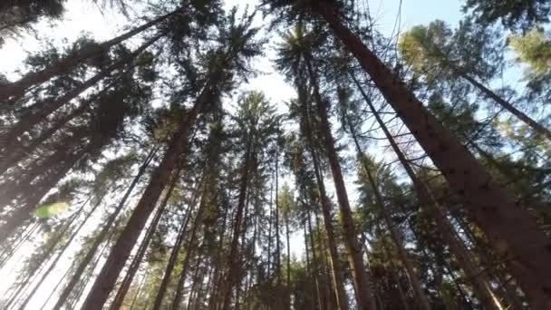 Sonnenstrahlen durchbrechen angespannt hohe schlanke Fichten — Stockvideo