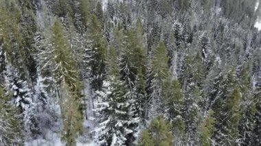 Çam ve ladin kaplı kardan oluşan bir hava görüntüsü. Güzel dağlar.