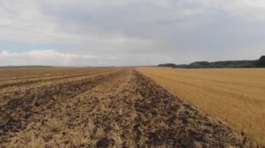 Traktör tarlaları tarafından sürülen beyaz leyleklerin hava aracı görüntüsü.