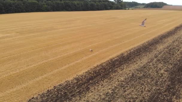 Vista aérea de drones de cigüeñas blancas alimentándose de arado por campo agrícola tractor. — Vídeos de Stock