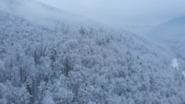 Amazing Aerial Drone Shot Beautiful Winter Spruce Pine Forest Mountains — Stock Video