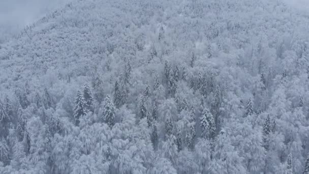 Удивительный Воздушный Дрон Красивая Зимняя Ель Сосновый Лес Горах Полностью — стоковое видео