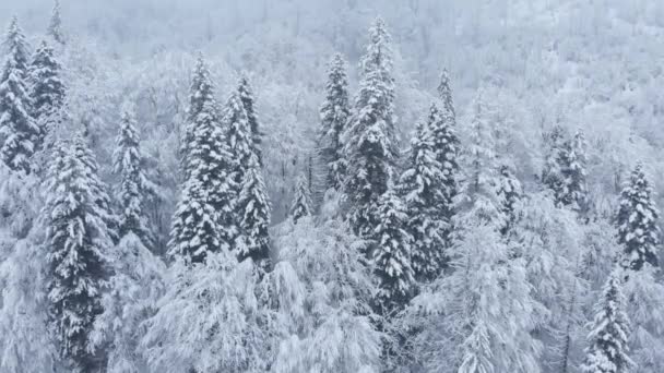 Удивительный Воздушный Дрон Красивая Зимняя Ель Сосновый Лес Горах Полностью — стоковое видео