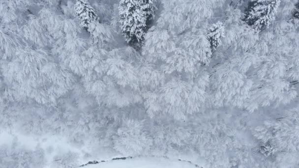 Incrível Tiro Drone Aéreo Belo Abeto Inverno Floresta Pinheiros Montanhas — Vídeo de Stock