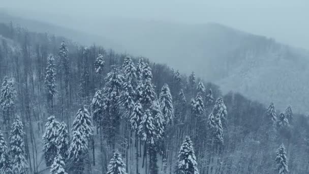 Zdjęcia lotnicze: świerk i sosnowy las zimowy całkowicie pokryty śniegiem. — Wideo stockowe
