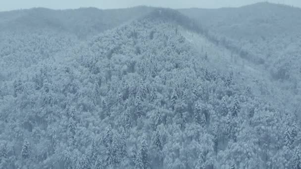 Foto aérea: abeto y pino bosque de invierno completamente cubierto de nieve. — Vídeos de Stock