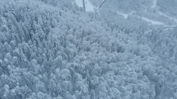 Havadan çekim: ladin ve çam ormanı tamamen karla kaplı.. — Stok video