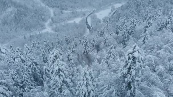 Légi felvétel: fenyő és lucfenyő téli erdő teljesen hó borítja. — Stock videók