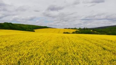 Hava aracı atışı: Kolza tohumu alanının üzerinde uçan İHA..