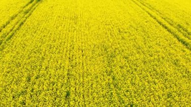 Hava aracı atışı: Kolza tohumu alanının üzerinde uçan İHA..