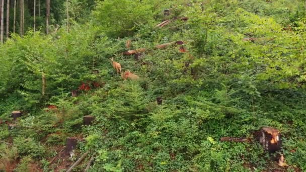 Flygdrönare skott av rådjur promenader på skogskanten. — Stockvideo