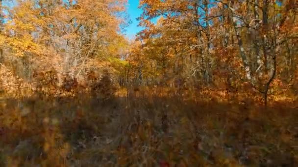 Foresta di querce autunnali in una giornata soleggiata con fogliame marrone contro un cielo blu — Video Stock