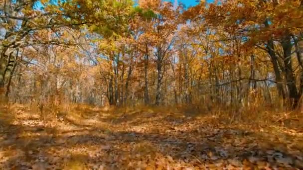 Bosque de roble de otoño en un día soleado con follaje marrón contra un cielo azul — Vídeo de stock